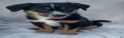 Mixed Breed dogs for sale: Chippy - Ad 1