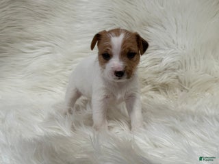 Jack Russell Terrier dogs Mitsy Puppy 5 - Ad 40