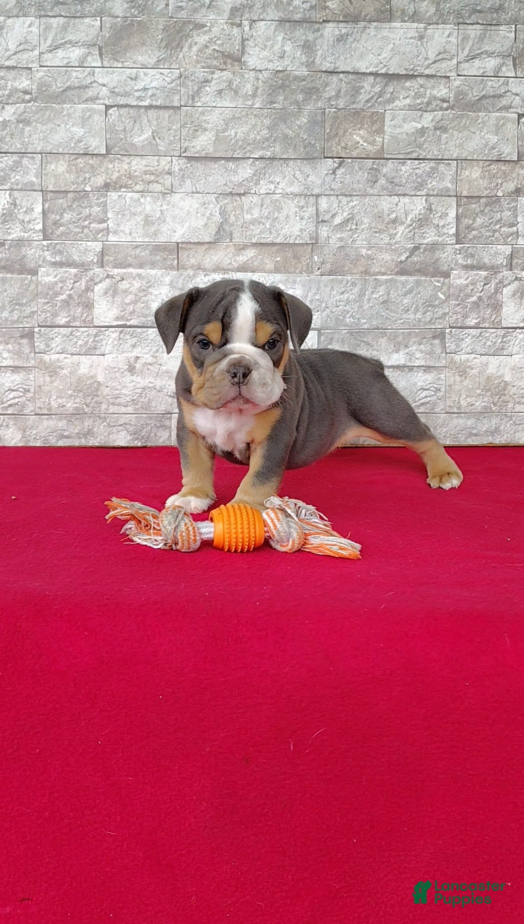 English Bulldog dogs Danny - Ad 2