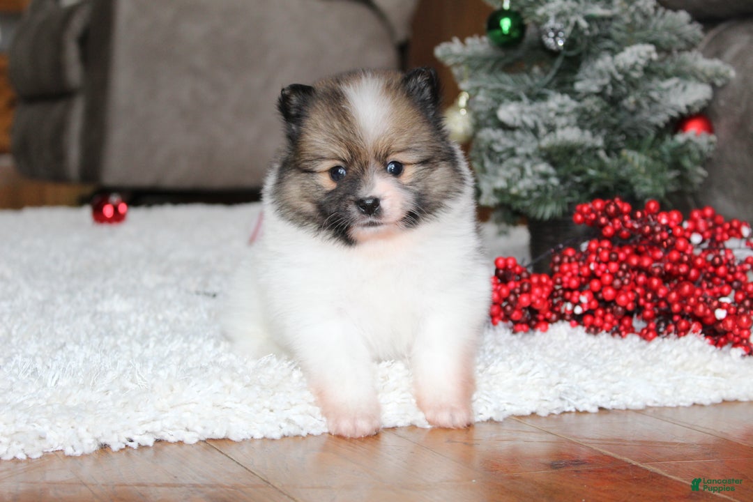 Pomeranian dogs for sale: Ethan - Ad 6