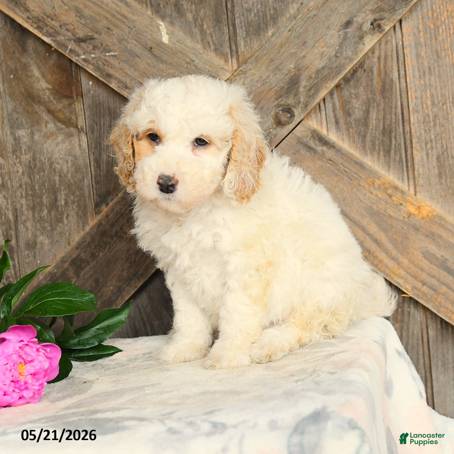 Mini Goldendoodle dogs Julia - Ad 2