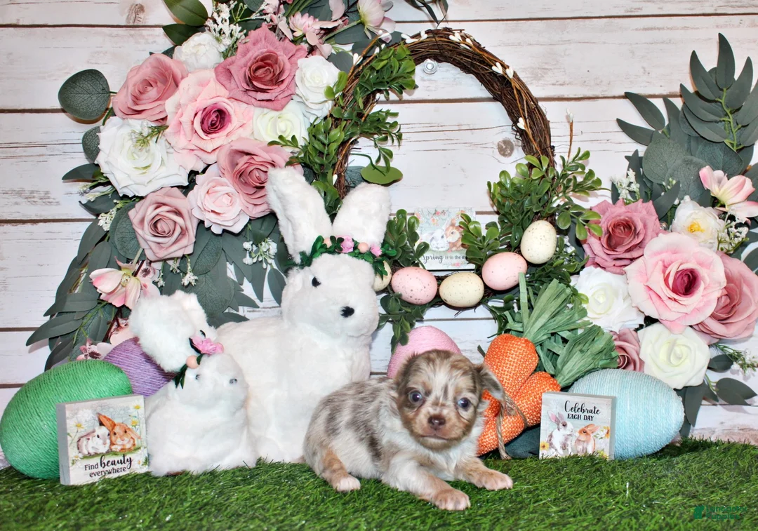 Chihuahua dogs for sale: Phineas - Ad 2