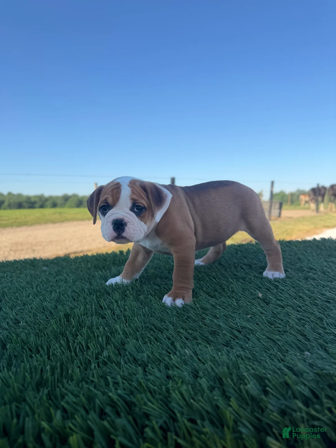 Olde English Bulldogge dogs for sale: Sadie - Ad 1