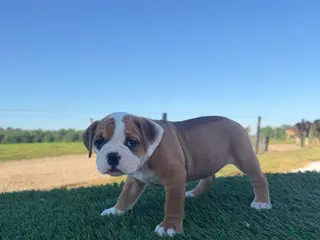 Olde English Bulldogge dogs for sale: Sadie - Ad 2