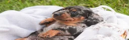 Miniature Dachshund dogs for sale: Garrett Miniature Dachshund  - Ad 7