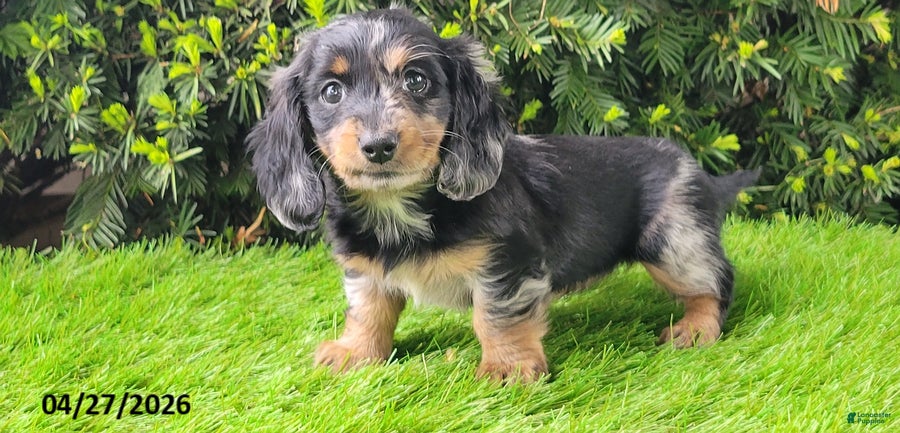 Miniature Dachshund dogs Princess - Ad 2