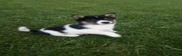 Shiba Inu dogs for sale: Shiba Inu 3 Jakey - Ad 3