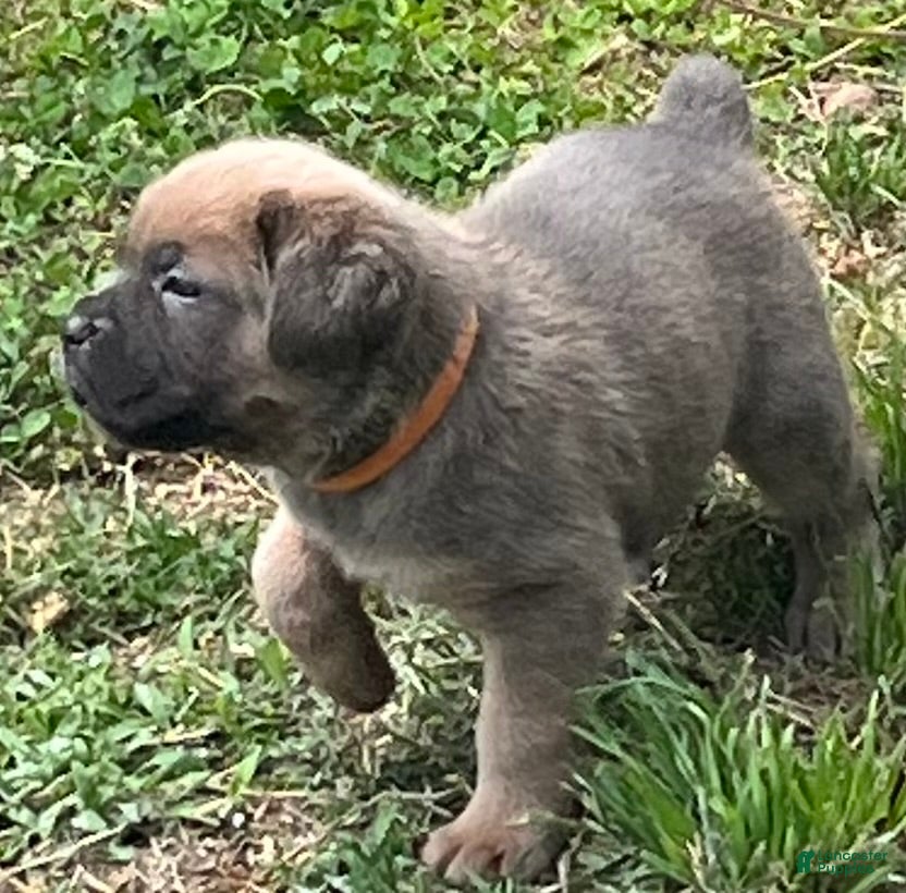 Cane Corso dogs Orange collar - Ad 1