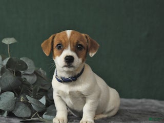 Mixed Breed dogs - Ad 38