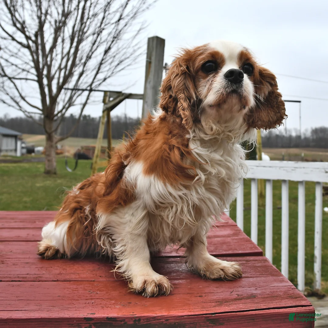 Cavalier King Charles Spaniel dogs for sale: Hero - Ad 5
