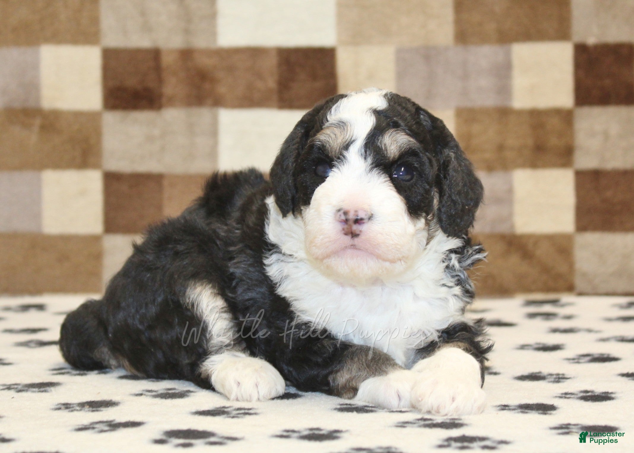 Mini Bernedoodle dogs Bandit - Ad 2