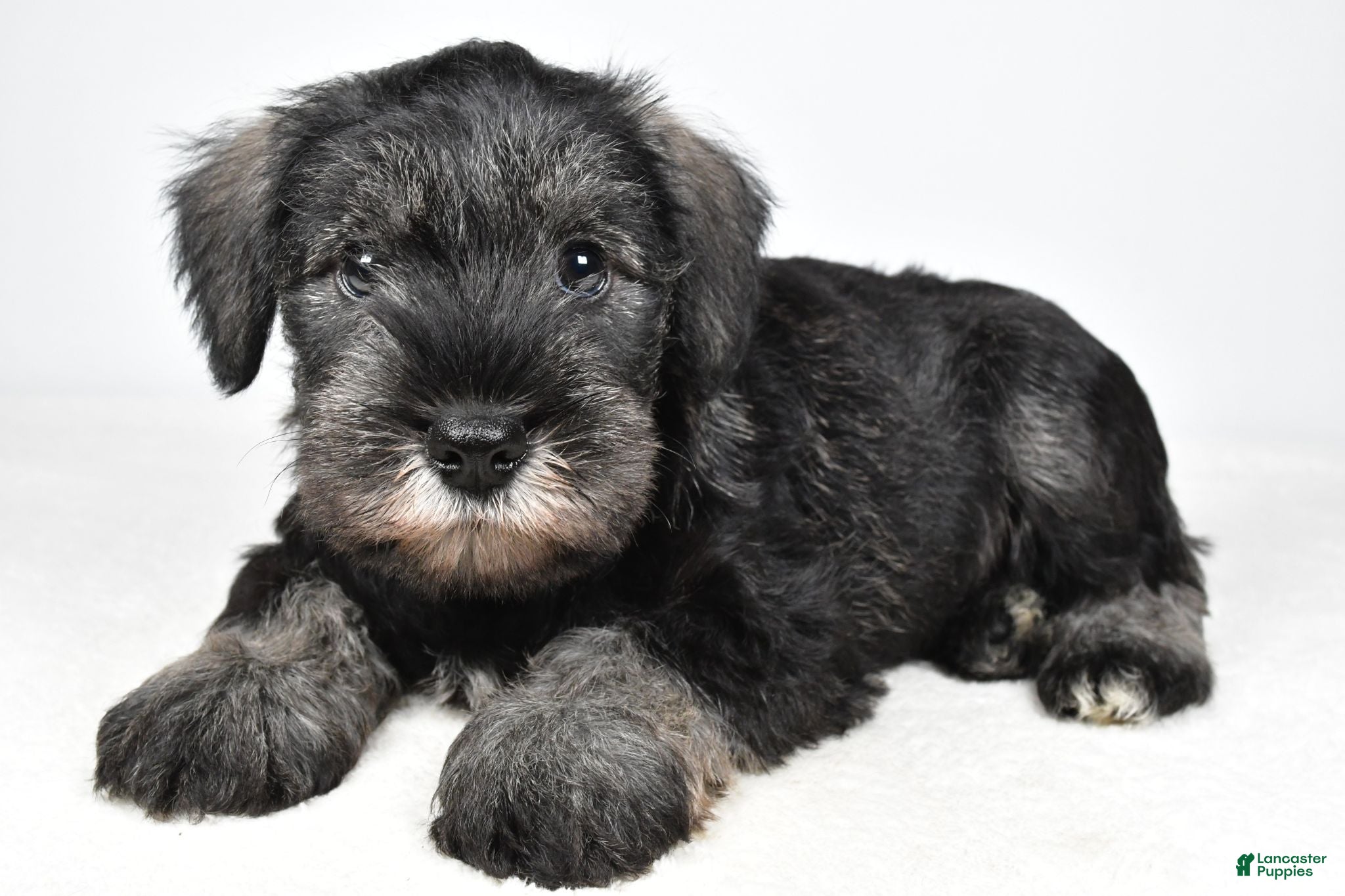 Miniature Schnauzer dogs Leo - Ad 1