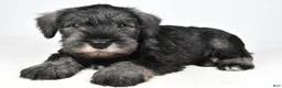 Miniature Schnauzer dogs for sale: Leo - Ad 1