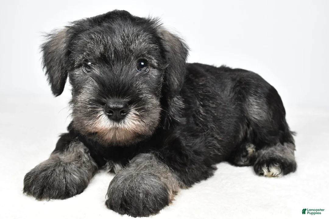 Miniature Schnauzer dogs for sale: Leo - Ad 1