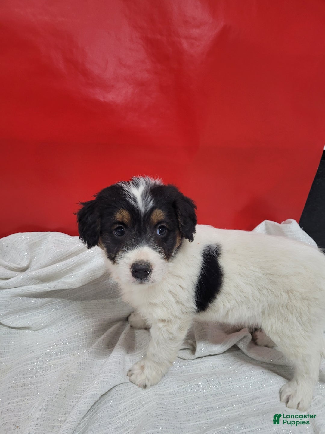 Mixed Breed dogs for sale: Mixed Breed Puppy 6kyler - Ad 4
