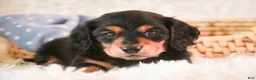 Miniature Dachshund dogs for sale: Dusty - Ad 4