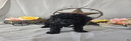 Miniature Poodle dogs for sale: Dax - Ad 9