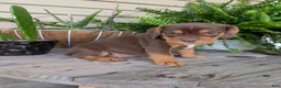 Beabull dogs for sale: Winston  - Ad 4