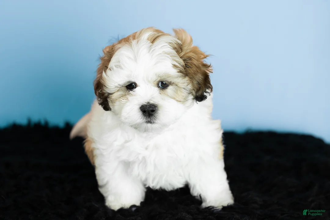 Teddy Bear dogs for sale: milo - Ad 4