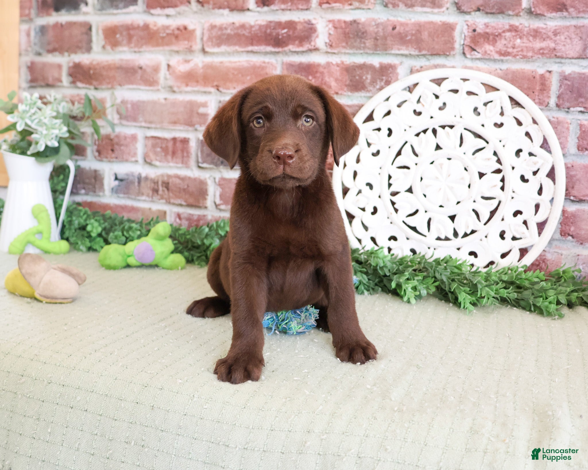 Labrador Retriever dogs Scott - Ad 2