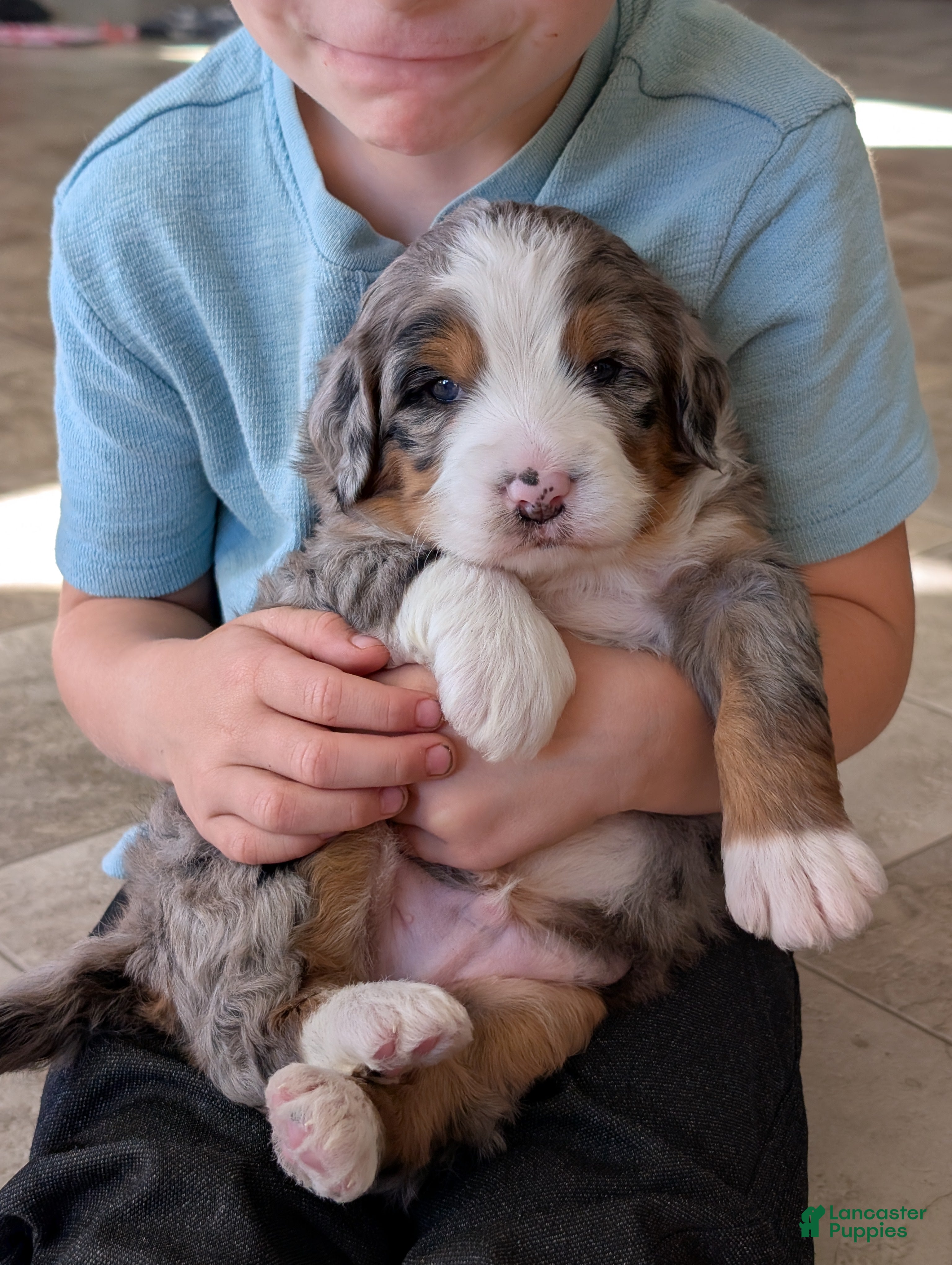 Mini Bernedoodle dogs Mini Bluey - Ad 40