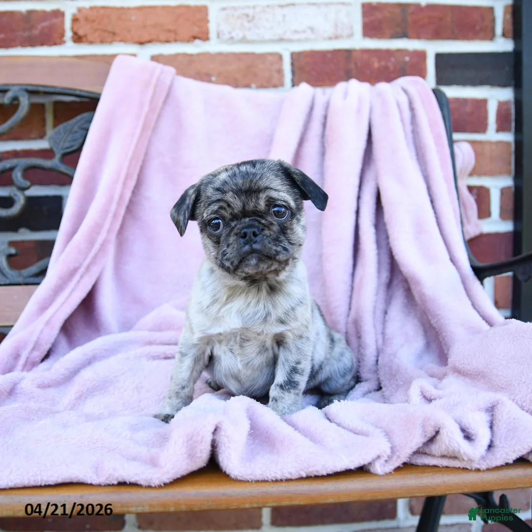 Pug dogs for sale: Tuffy - Ad 2