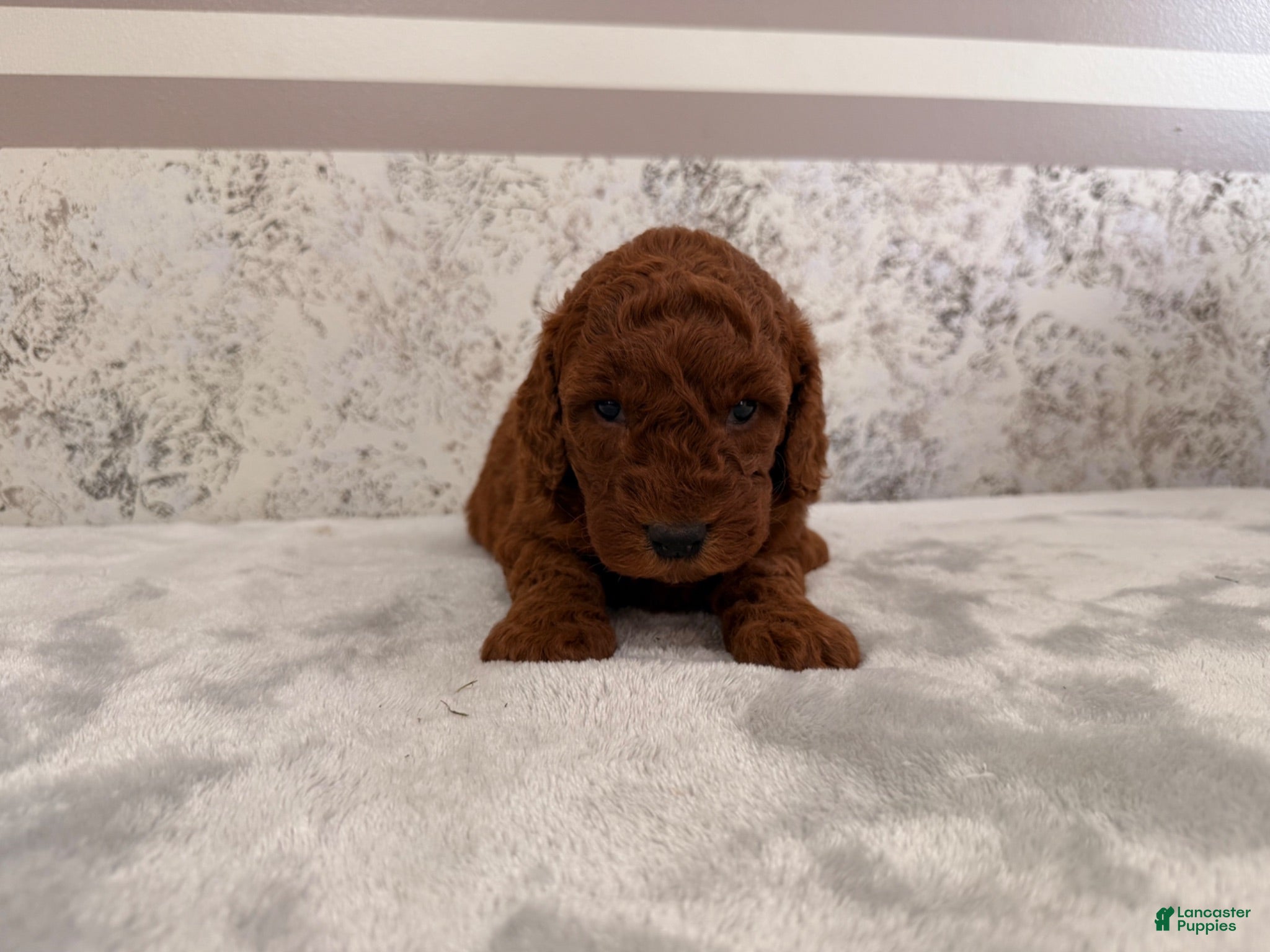 Mini Goldendoodle dogs Coco - Ad 14
