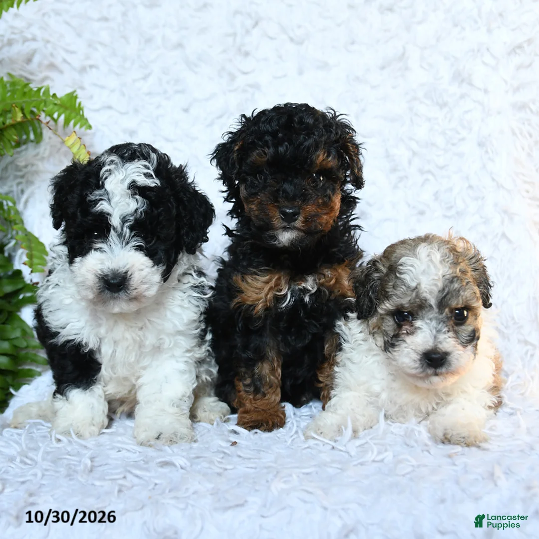 Toy Poodle dogs for sale: Brianna - Ad 5