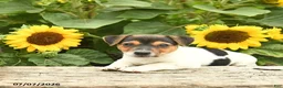 Jack Russell Terrier dogs for sale: Daffodil - Ad 3