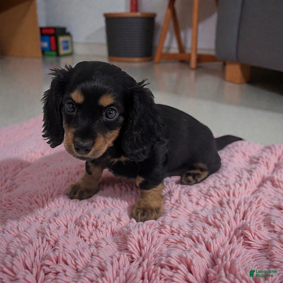 Miniature Dachshund dogs Delilah - Ad 4