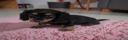 Miniature Dachshund dogs for sale: Delilah - Ad 1