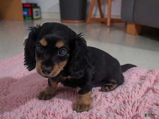 Miniature Dachshund dogs Delilah - Ad 4
