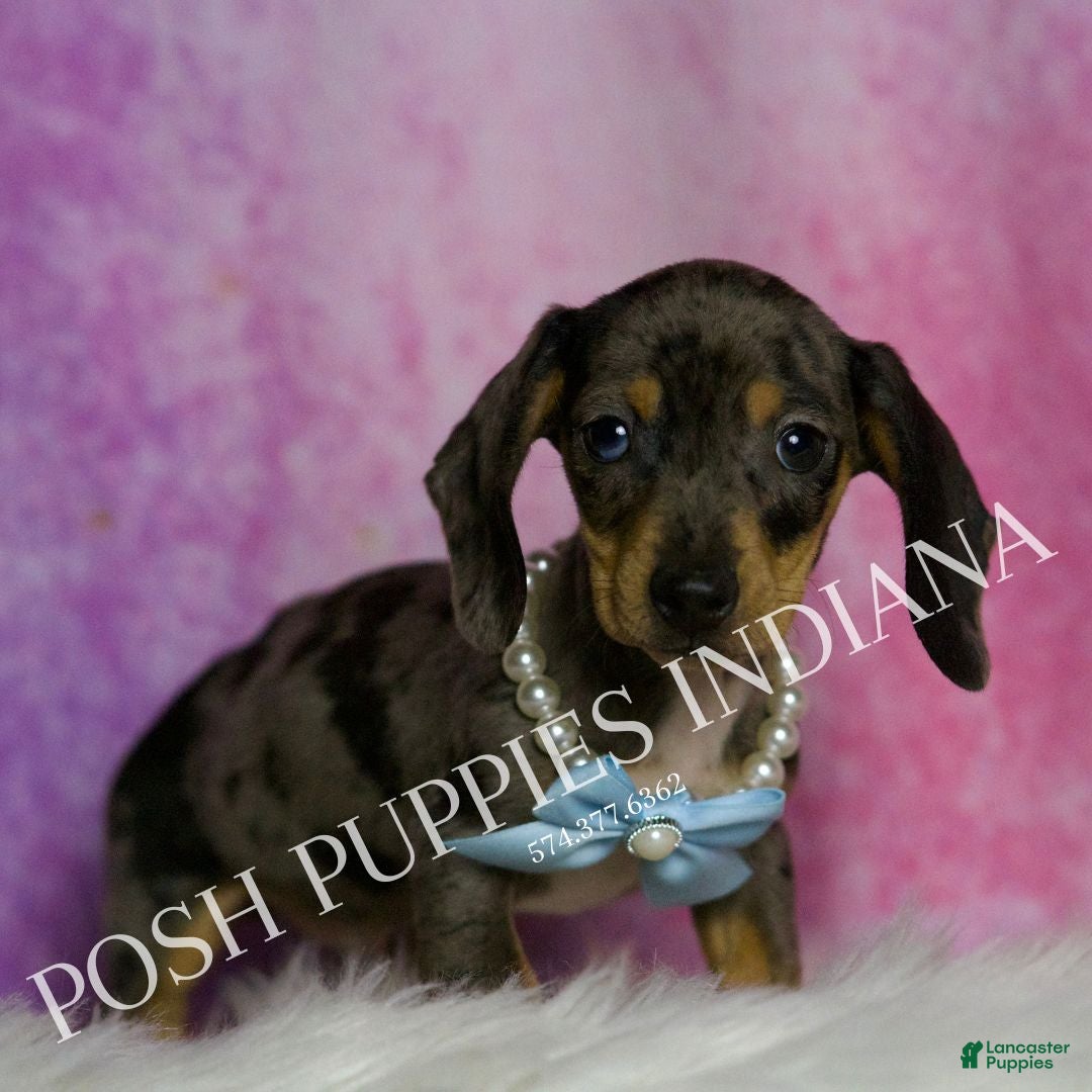 Miniature Dachshund dogs for sale: Charles - Ad 6