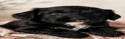 Aussiedoodle dogs for sale: Aussiedoodle 6 - Ad 3