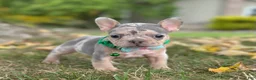 French Bulldog dogs for sale: Bella Rose 🌹  - Ad 6