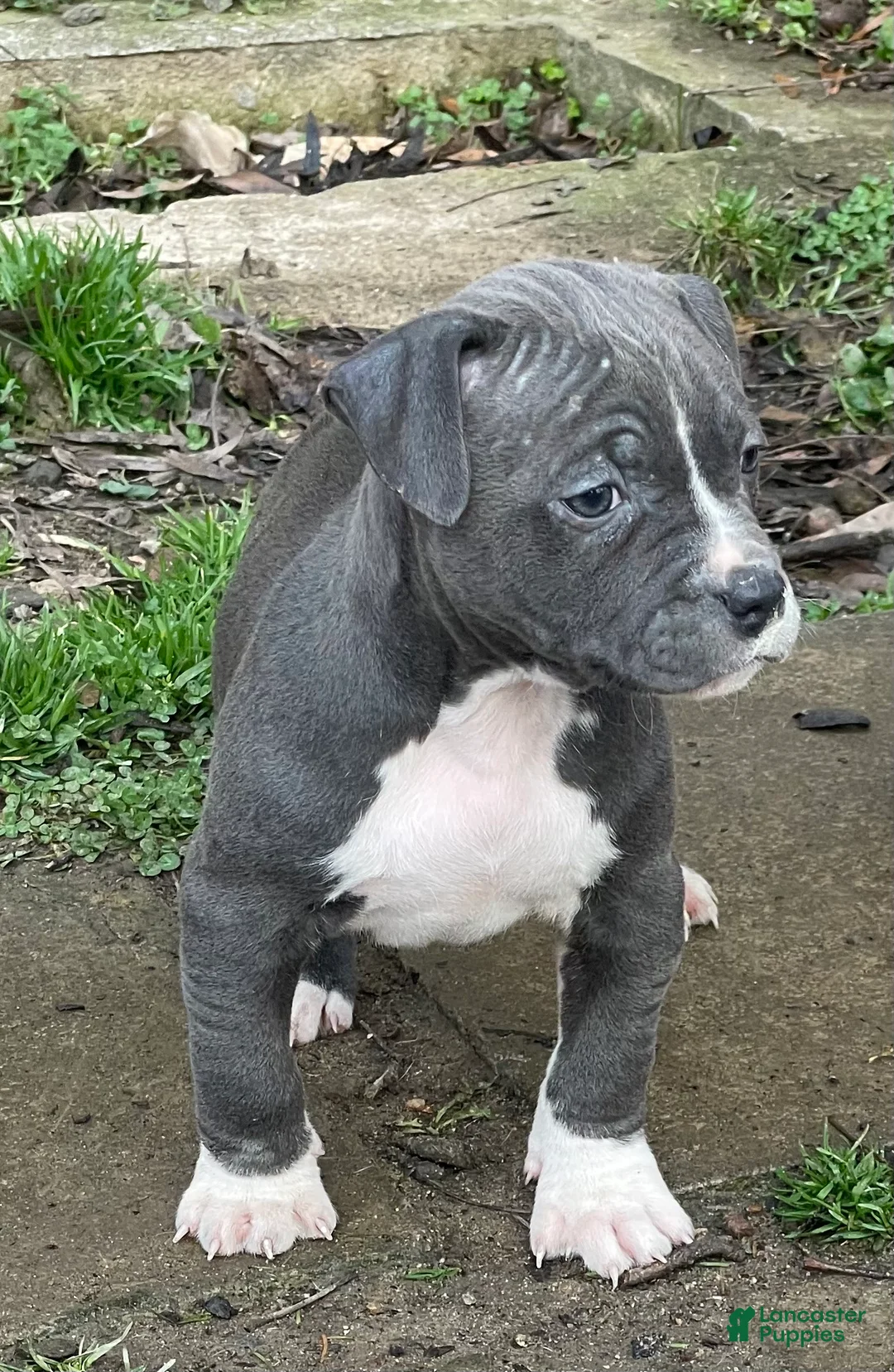 American Pit Bull Terrier dogs for sale: Athena - Ad 2