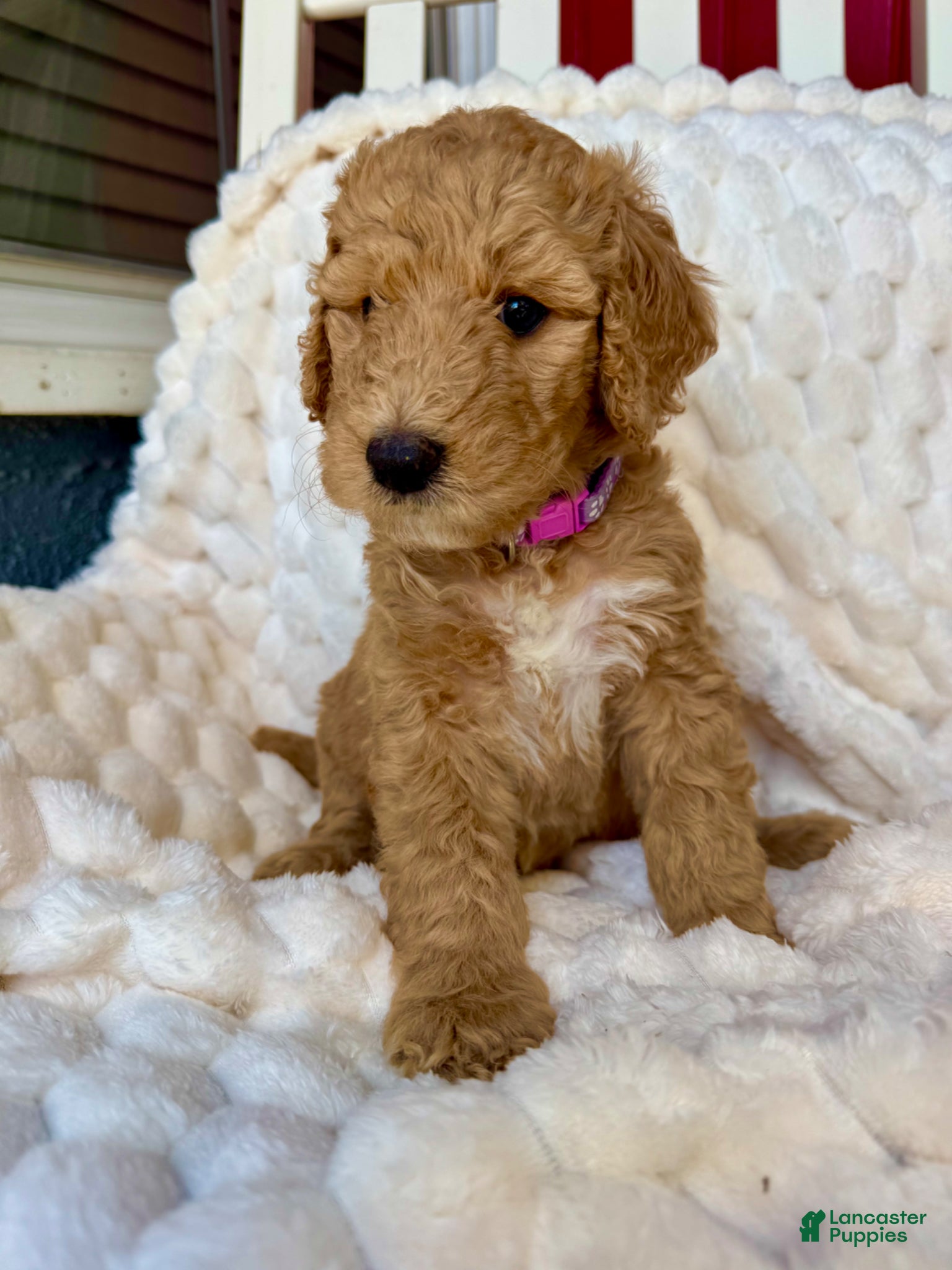 Standard Poodle dogs Standard Poodle Puppy 2 - Ad 1