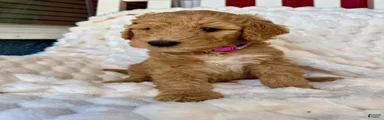 Standard Poodle Puppy 2
