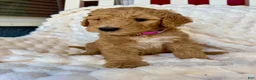 Standard Poodle dogs for sale: Standard Poodle Puppy 2 - Ad 1