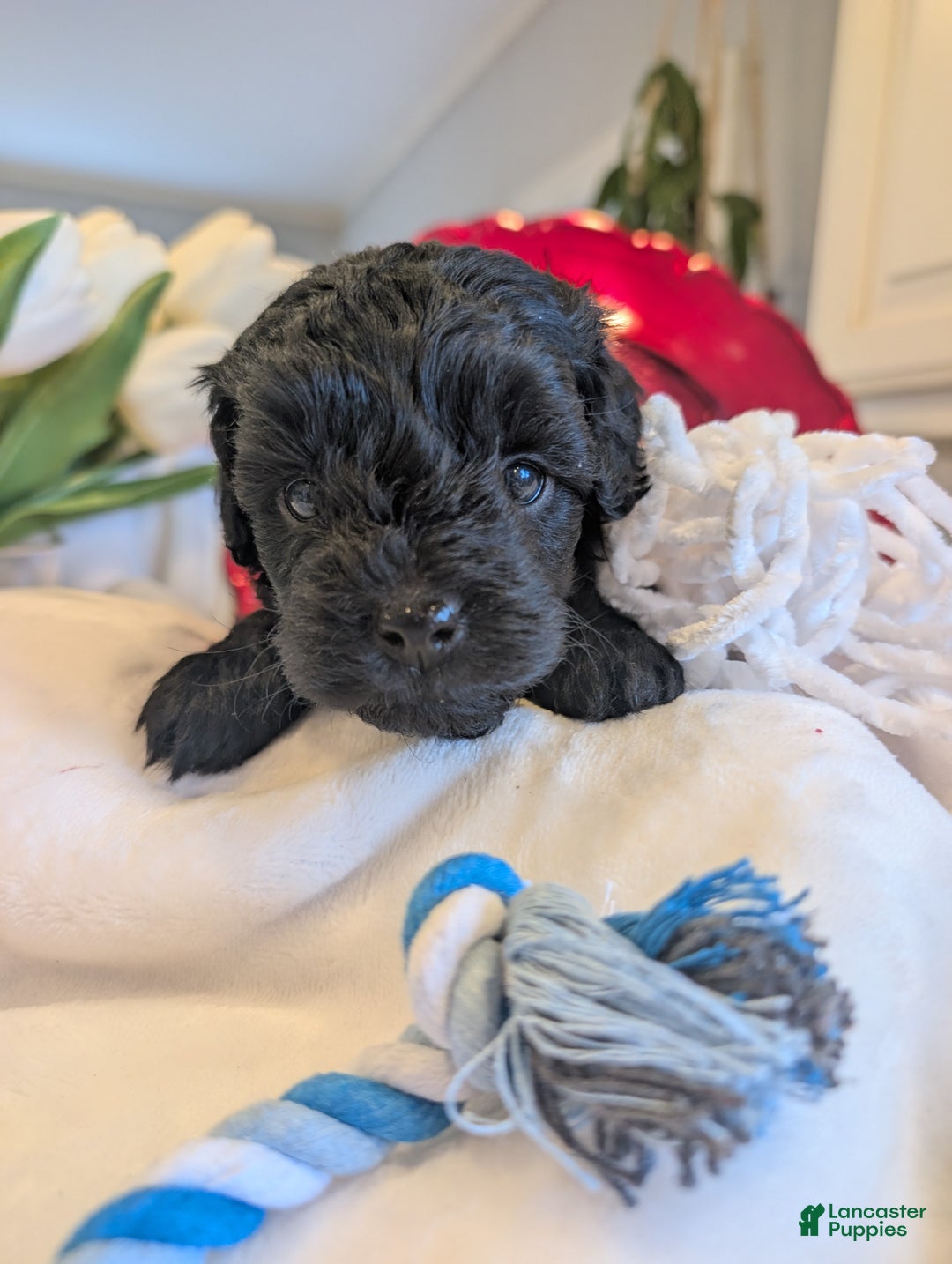 Cavapoo dogs for sale: Teddy Bo - Ad 5