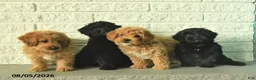 Shihpoo dogs for sale: Marley  - Ad 5