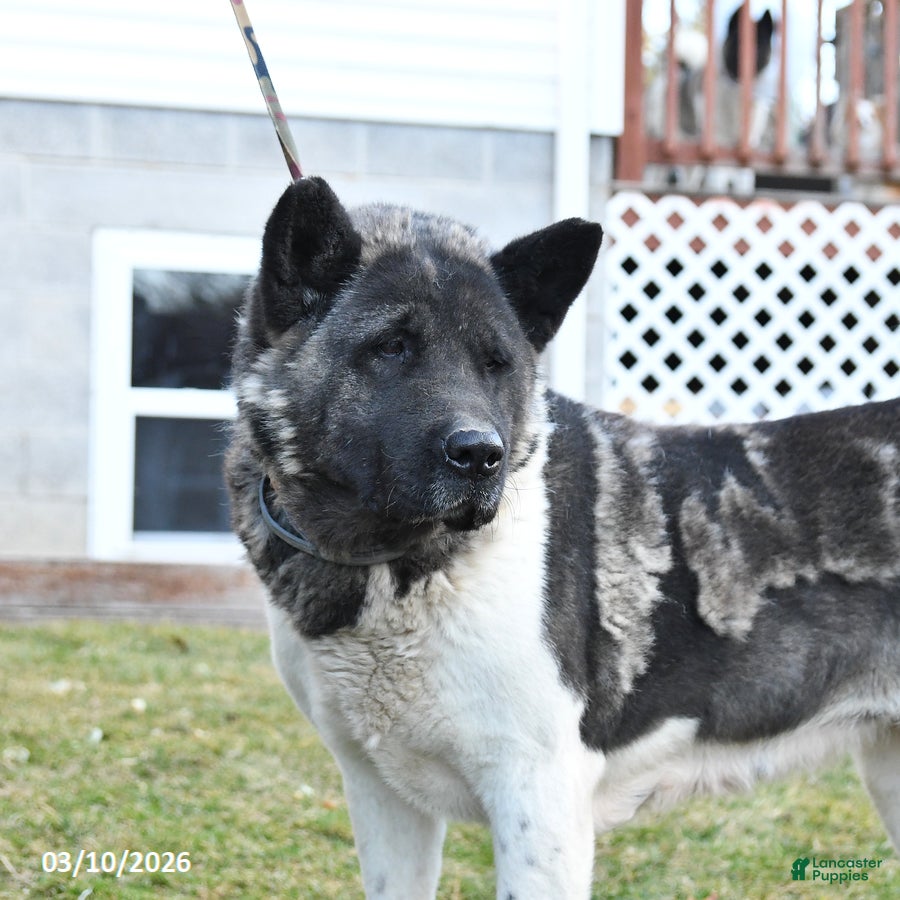 Akita dogs Rhea - Ad 2