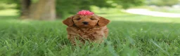 Mini Goldendoodle dogs for sale: Becky - Ad 1