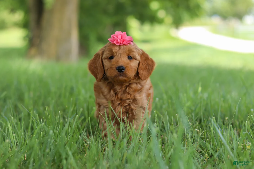 Mini Goldendoodle dogs for sale: Becky - Ad 1