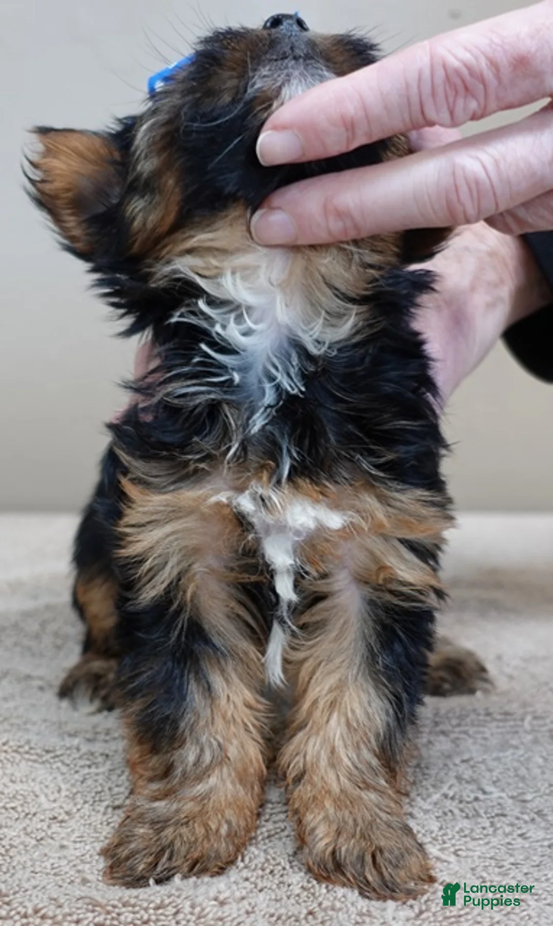 Yorkshire Terrier dogs for sale: Cairo black face - Ad 7