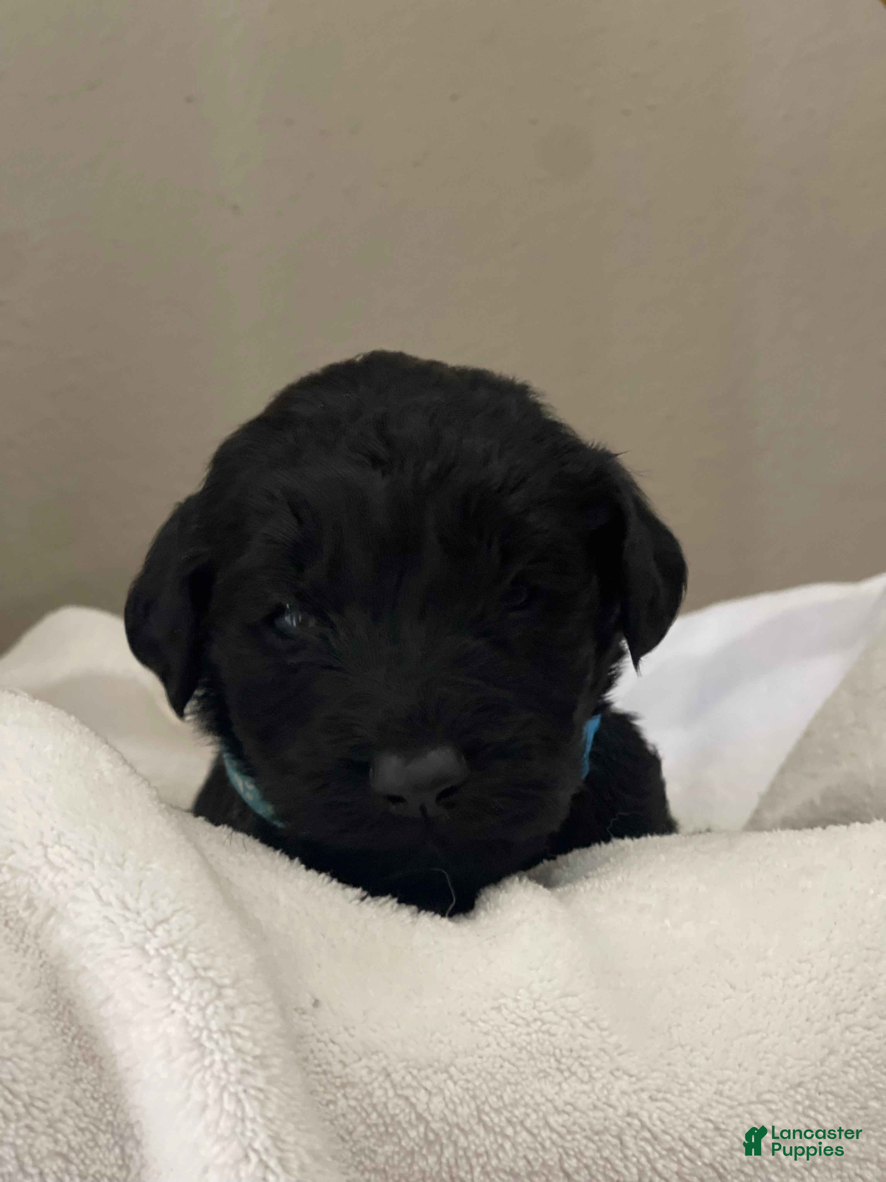 Goldendoodle dogs Light Blue Collar Female - Ad 18