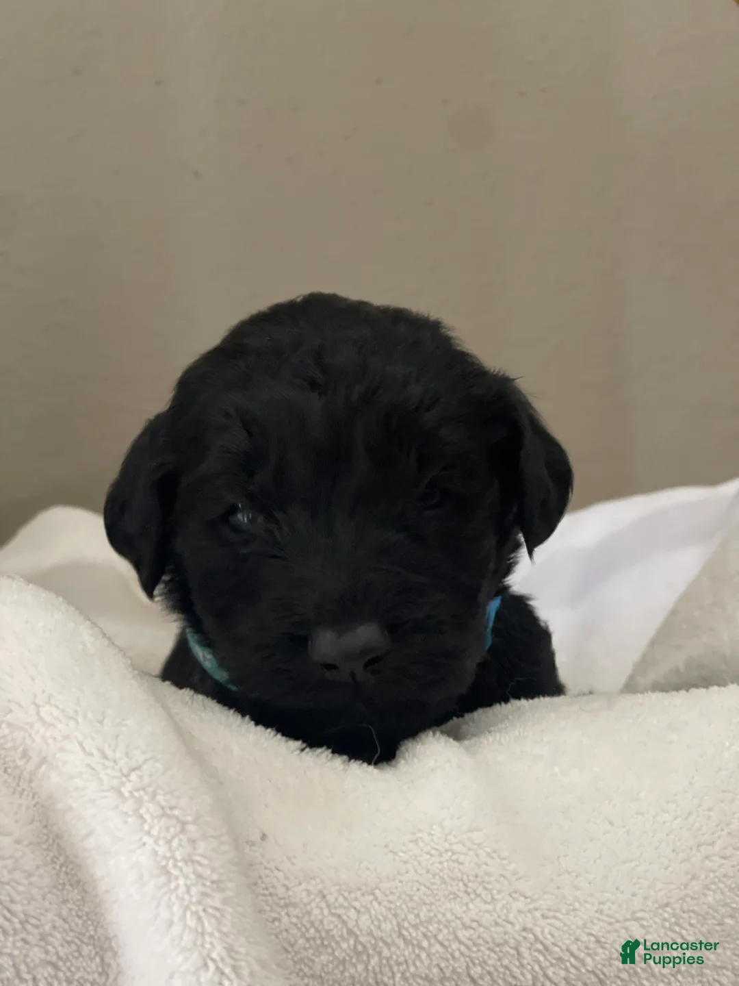 Goldendoodle dogs for sale: Light Blue Collar Female - Ad 1