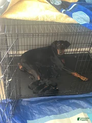 NALA