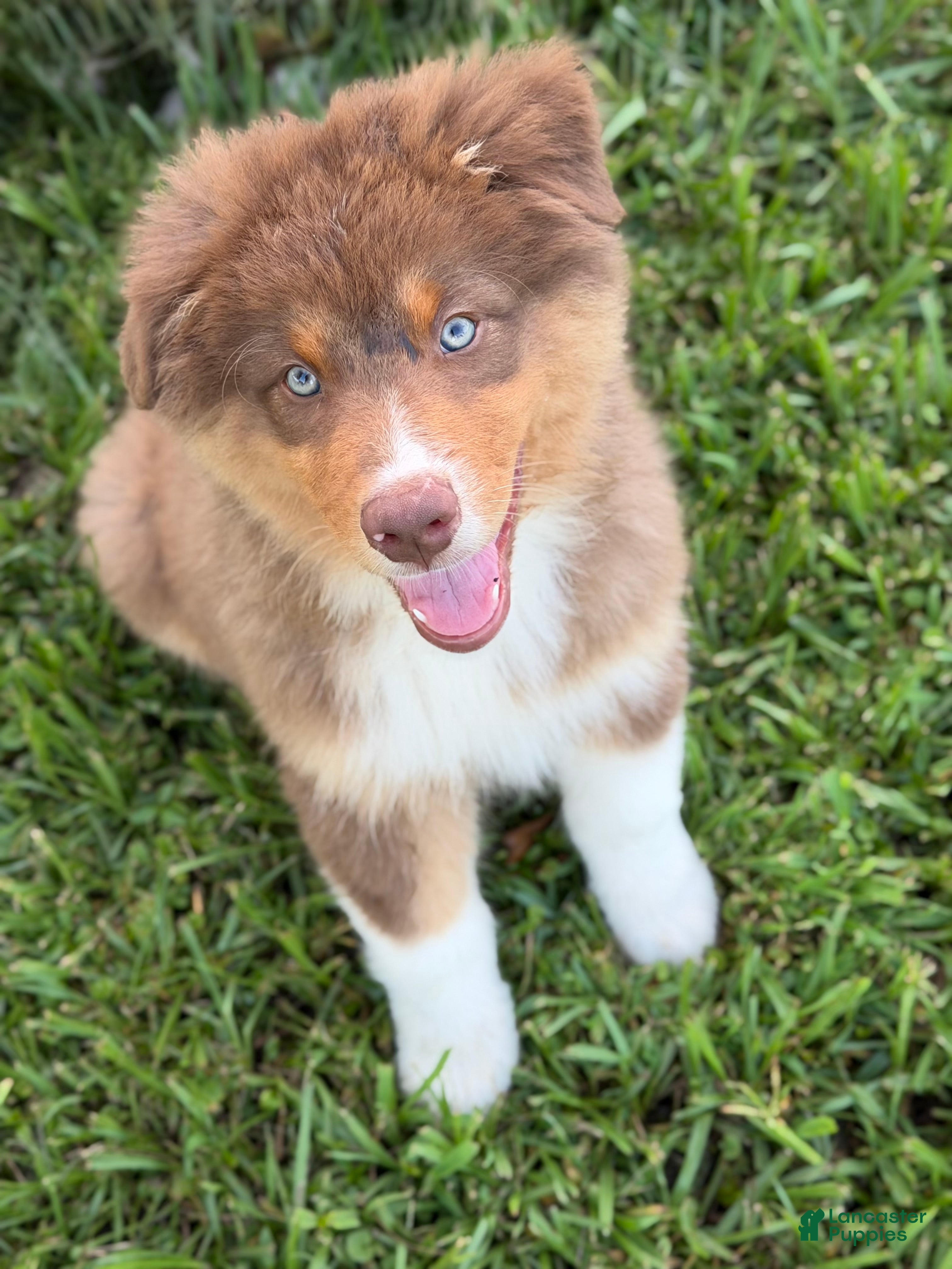 Australian Shepherd dogs AKC 4 Russell - Ad 2