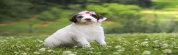 Portuguese Water Dog dogs for sale: Rosie - Ad 2